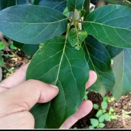 

Daun alpukat segar 1kg