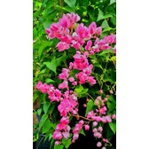 bunga amp pink