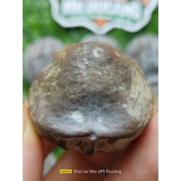 MUNCANG ADU JALIM MISTERI ATANG ORI BIG SIZE. STOK