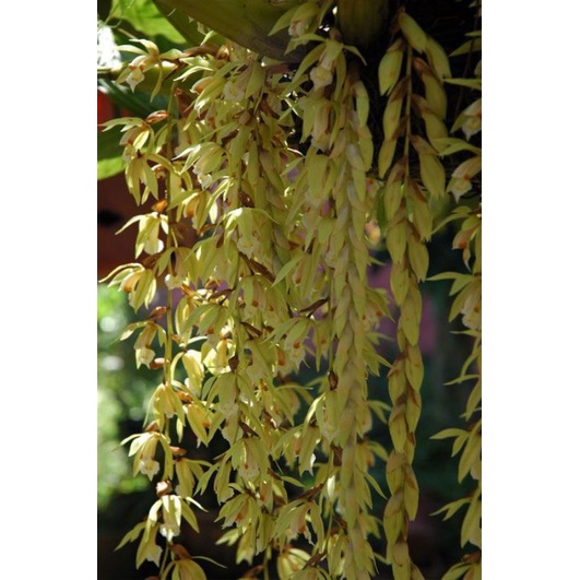 anggrek coelogyne Rochusenni