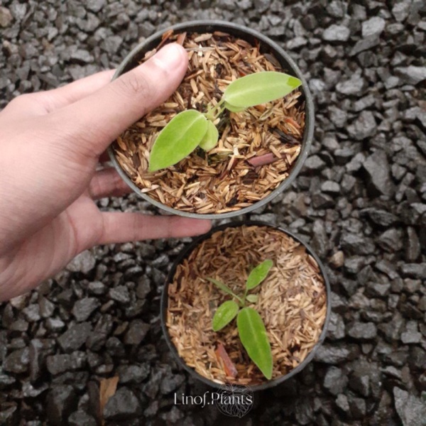 Jual Tanaman Hias Lidah Gajah Baby Anthurium Warocqueanum Philo Monstera - Lidah Gajah 1 Limited