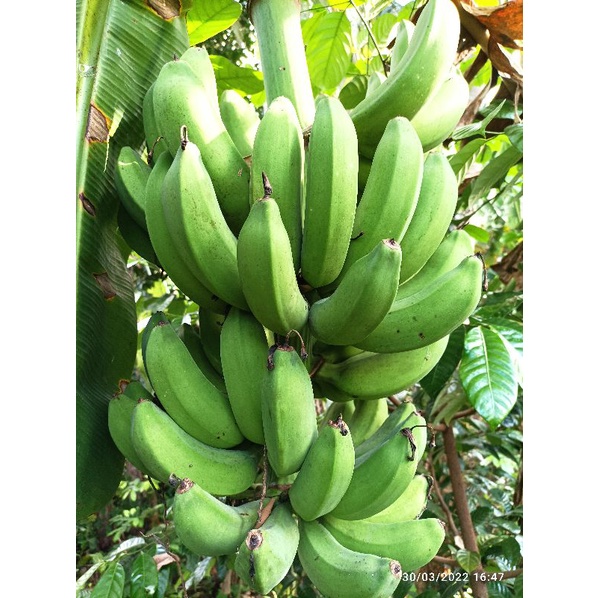 Bibit Pisang Raja (pisang Klat barat) umbi/bonggol