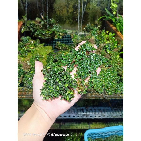 Buce Mini micro clum alam kualitas dijamin Porsi Keranjang