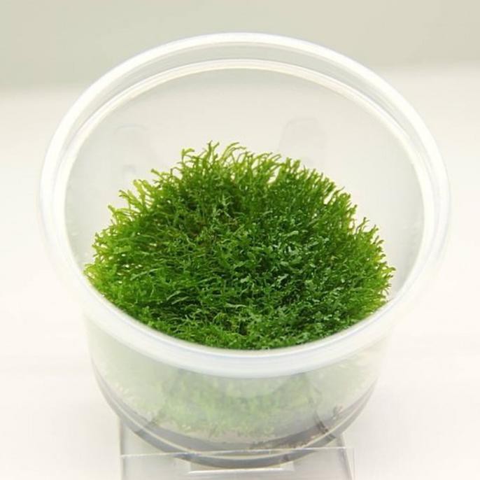 |Terbaru| Moss Ricardia Mini Pelia Bahan Aquascape - Riccardia Lumut Aquarium |Promo