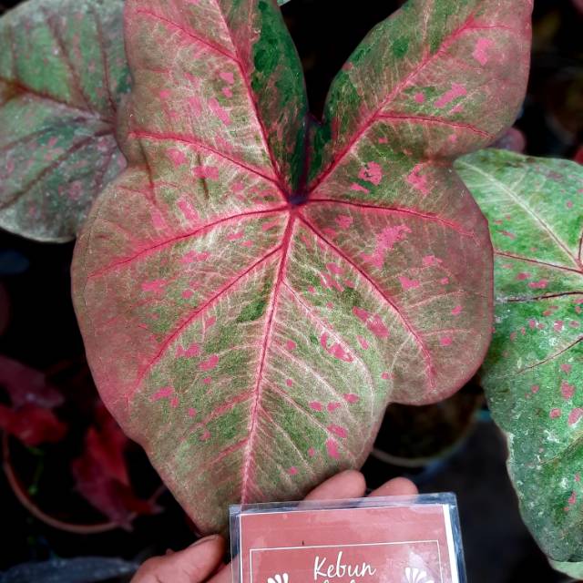 Hibrid Pink Caladium Keladi Kaladi Caladium Import Thailand Talas Lompong Tanaman Hias Bunga Hias Shopee Indonesia