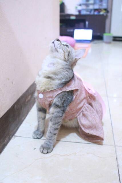 Dress coklat lucu untuk kucing dan anjing size S M L XL