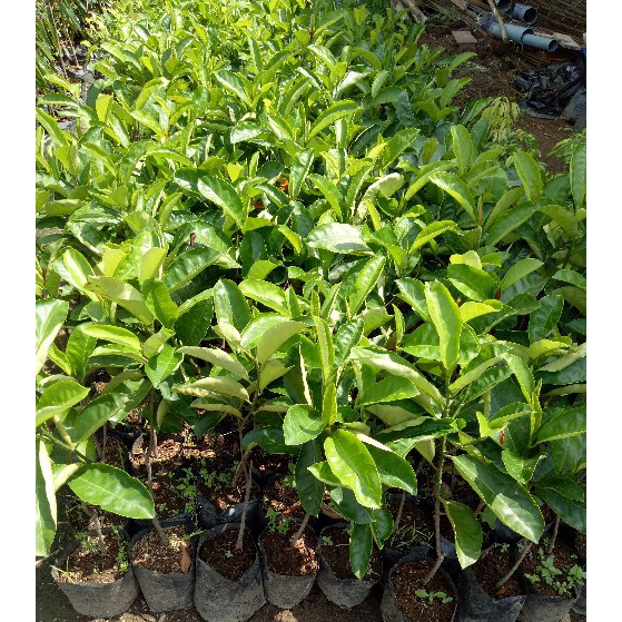 BIBIT TANAMAN NANGKA KANDEL OKULASI (COCOK DI TANAM POT)