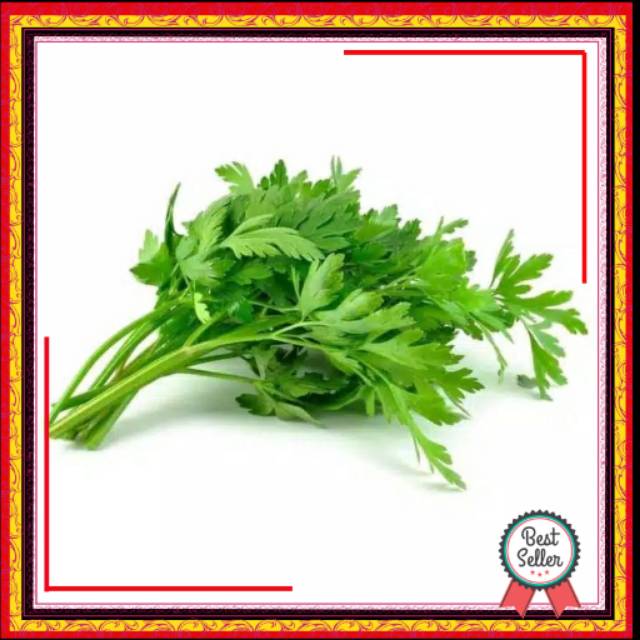 

SAYURAN DAUN SELEDRI LOKAL FRESS ECER MURAH 100 GRAM/DAUN SELEDRI SOP BAKSO GROSIR PER IKAT