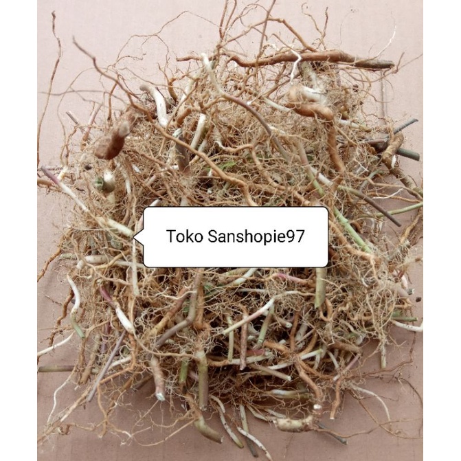 

Akar daun kate mas segar 250 gram