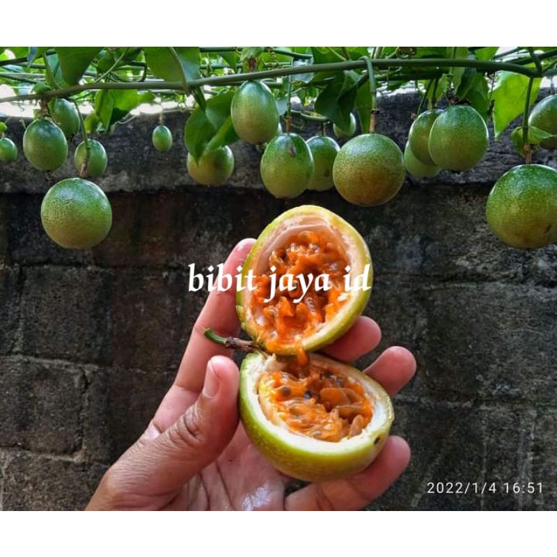 Bibit Markisa Madu Orange / Konyal Madu Thailand / Markisa Manis