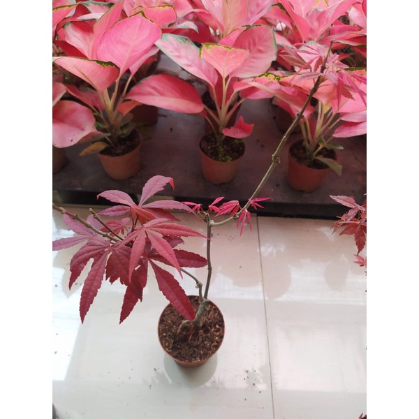 Pohon Maple/ Red Maple Amerika/ American Red Maple/ Red Maple USA