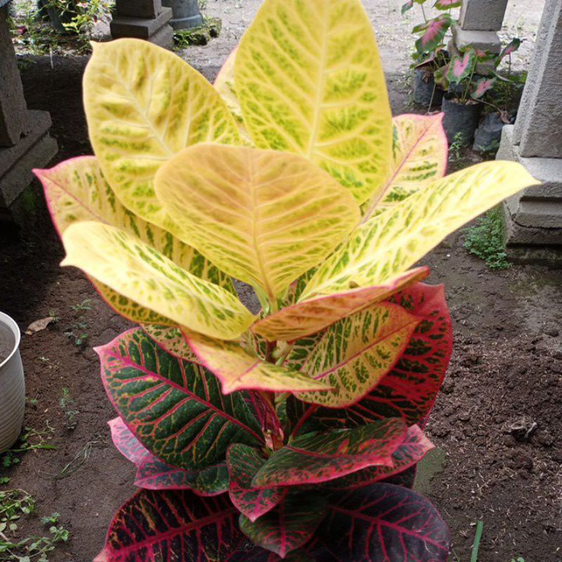 tanaman koleksi puring worten ori