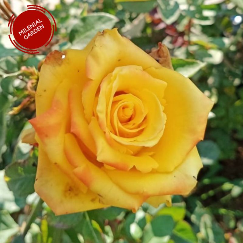 Tanaman hias Mawar Mohana tanaman hias bunga mawar Bandung