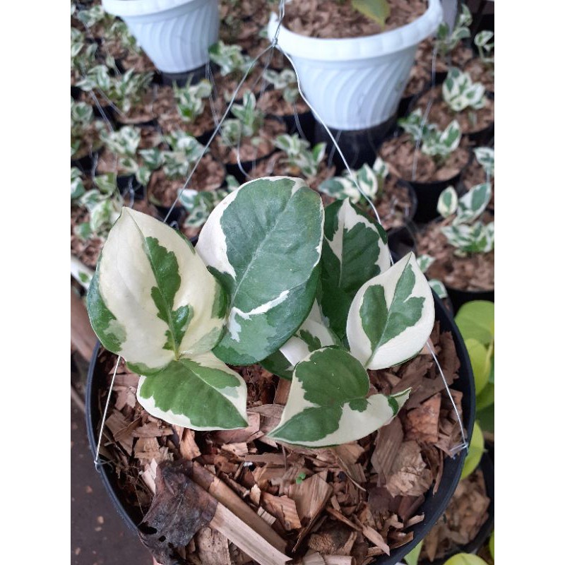 Tanaman hias Epipremnum Njoy Sirih Gading Njoy