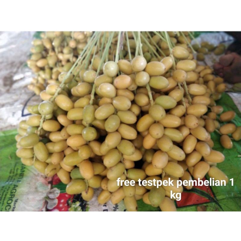 kurma muda promil kuning 1 kg fresh