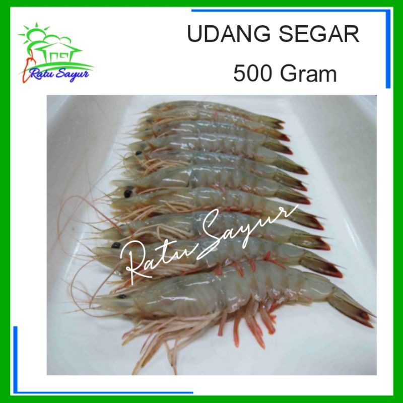 

UDANG SEGAR/ratu sayur cikeas [250gram-500gram]