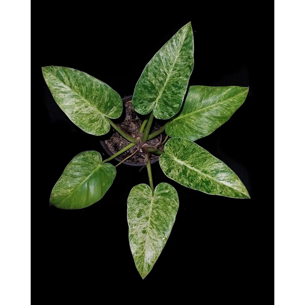 Tanaman Hias Philodendron Gigantium Variegata Blizzard / Marble Varigeta Blizzard