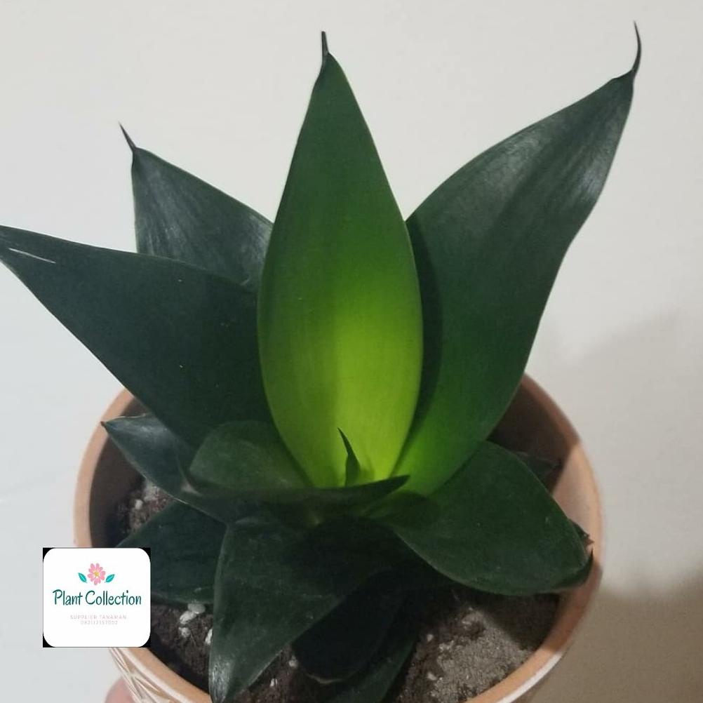 [KODE JQ1850] TANAMAN HIAS SANSEVIERIA BLACK DRAGON