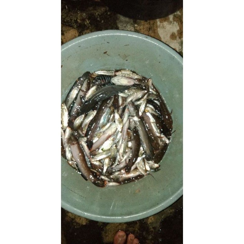 

ikan wader