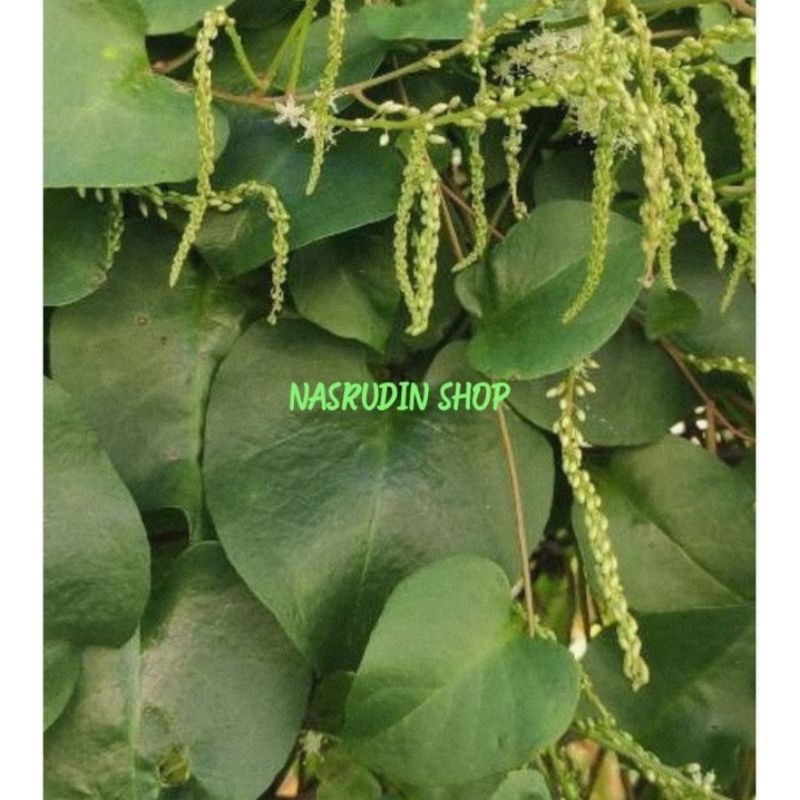 

DAUN BINAHOANG ASLI 50 LEMBAR | DAUN BINAHOANG SEGAR LANGSUNG PETIK | BUKAN DAUN GENDOLA