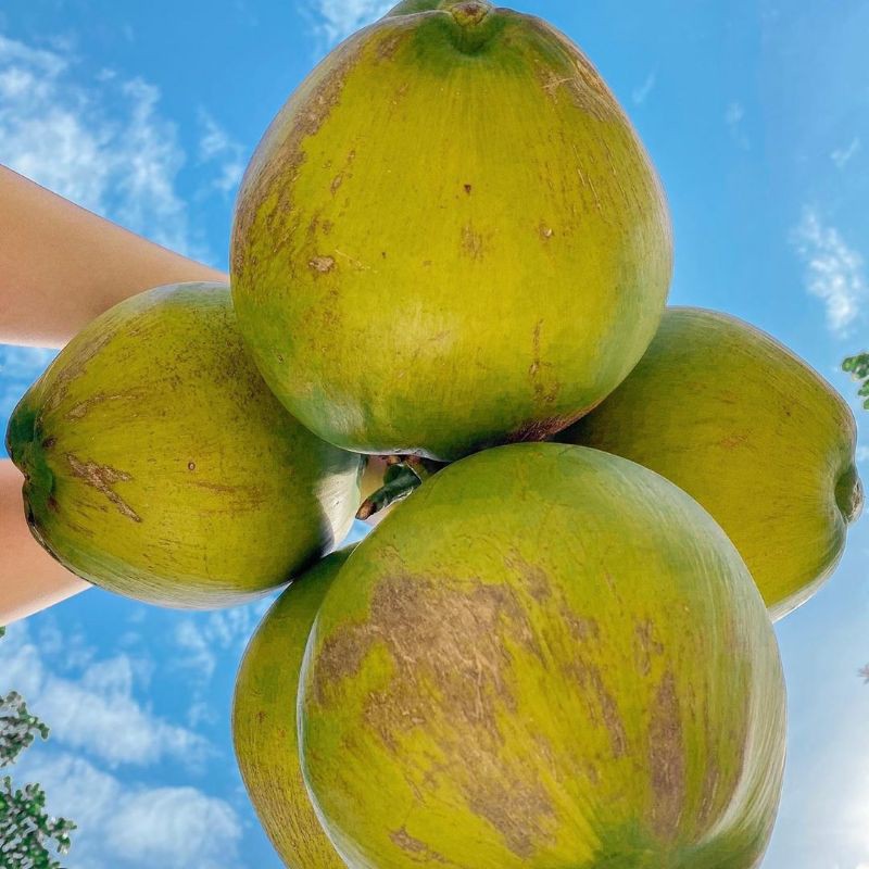 Bibit asli kelapa Pandan wangi