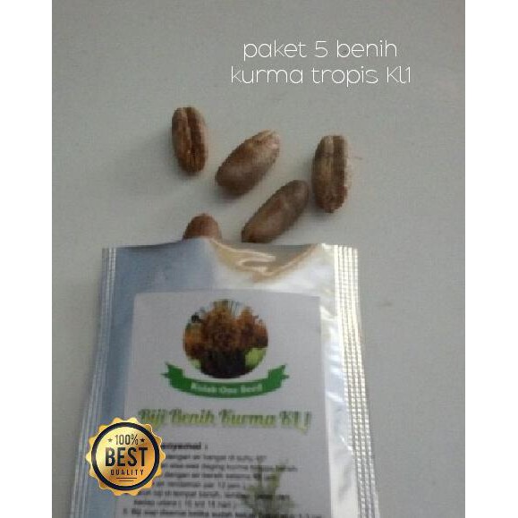 KURMA TROPIS BIBIT BENIH VARIETAS UNGGUL HIBRIDA KOLAK ONE KL1 PR0M0