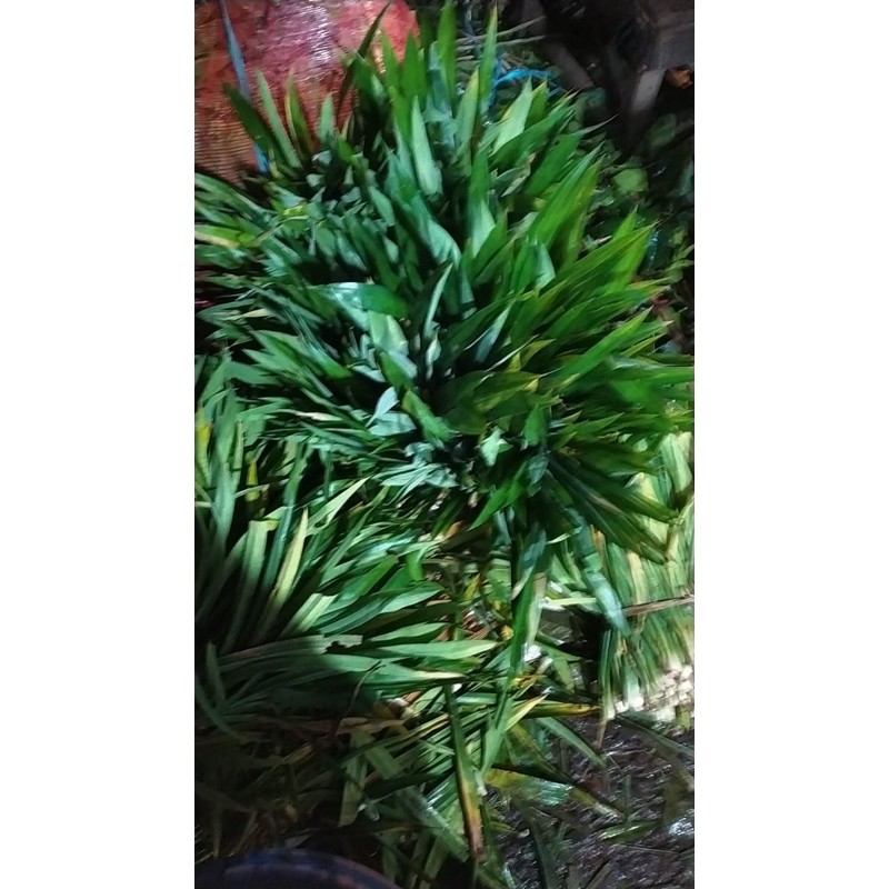 

DAUN PANDAN SEGAR