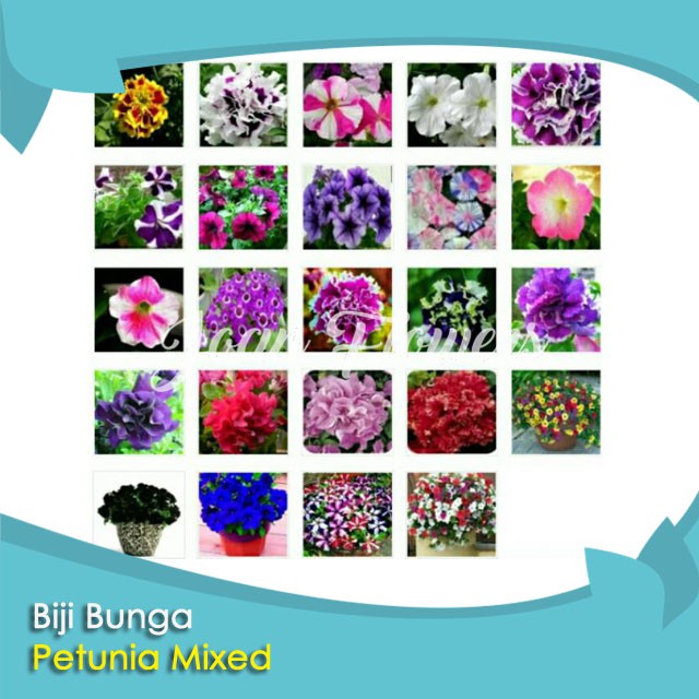 Bibit Tanaman Bunga Petunia Mixed Benih Bibit Tanaman Hias Untuk Dekorasi Rumah