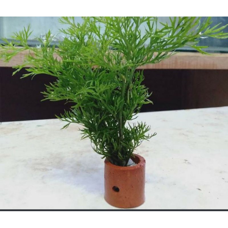 Tanaman air hydrilla