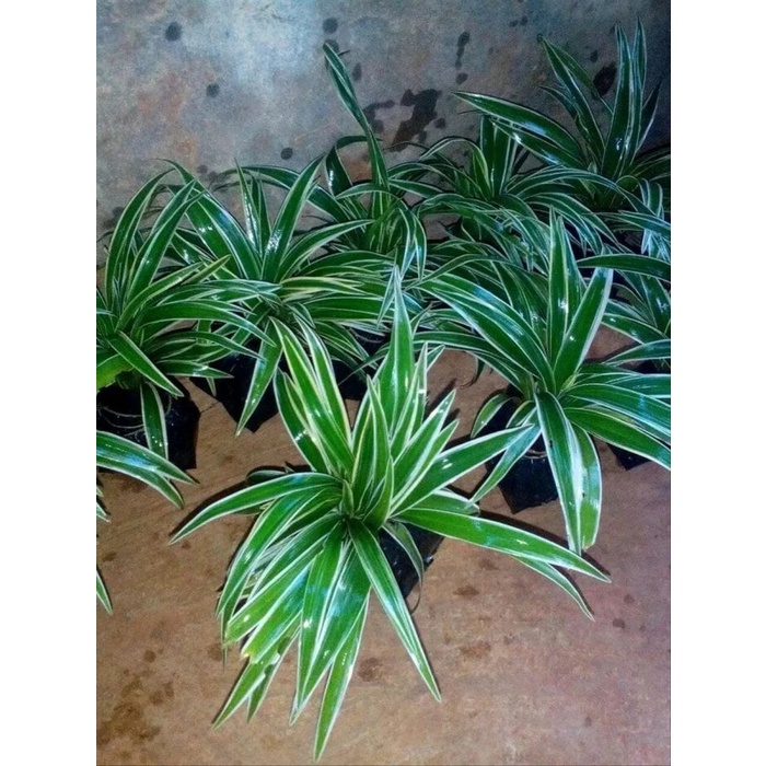 Tanaman Hias Lili Paris - lily paris ( Tanaman hias hidup indoor murah hiasan rumah taman-bunga hias