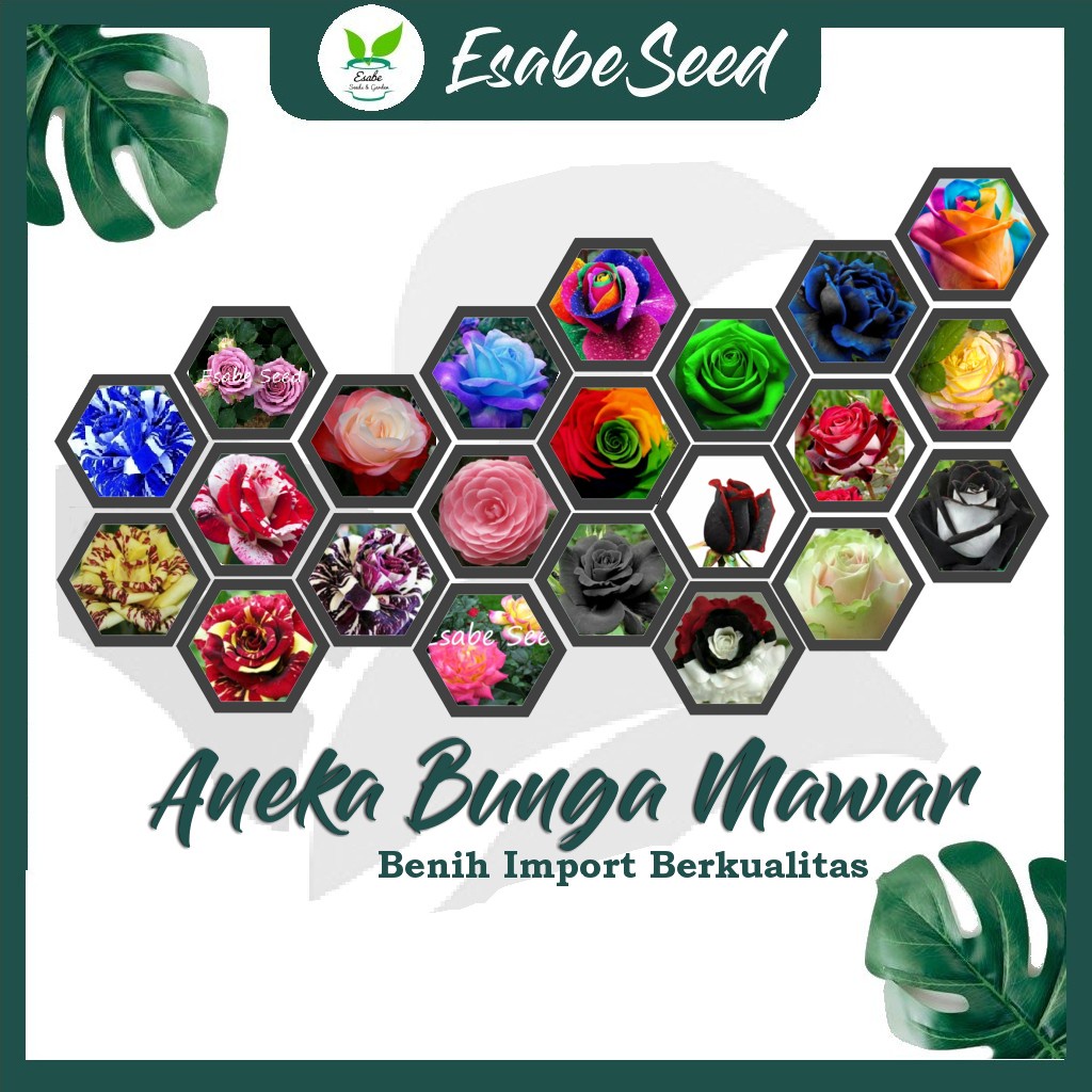 Aneka Bibit Bunga Benih Tanaman Bunga Hias Matahari Mawar Aster Vinca Krisan Telang Sunflower Krokot