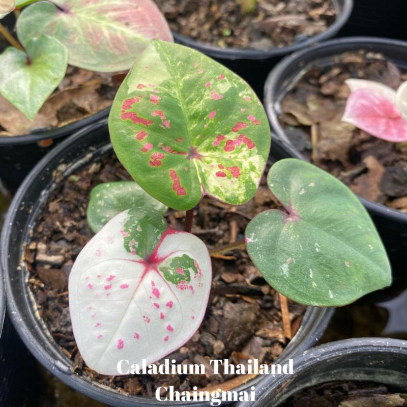 UMBI/BONGGOL Seedling/Umbi Caladium Chaingmai - Caladium Thailand