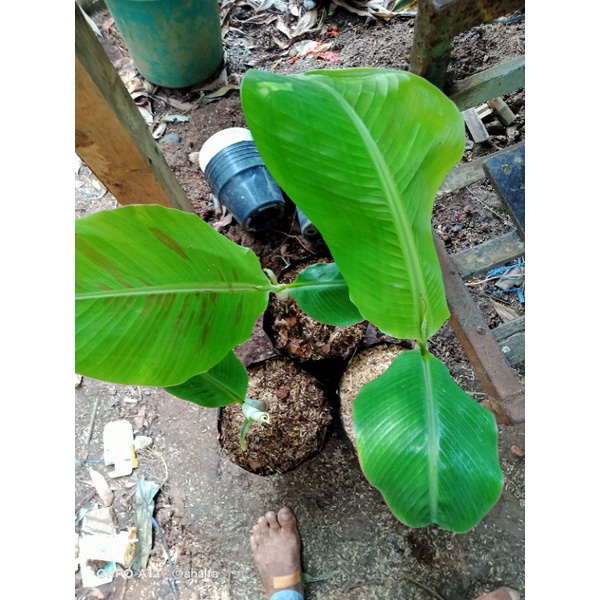 bibit pohon pisang tanduk