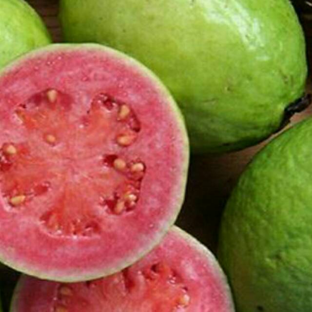 Bibit jambu biji merah  Shopee Indonesia