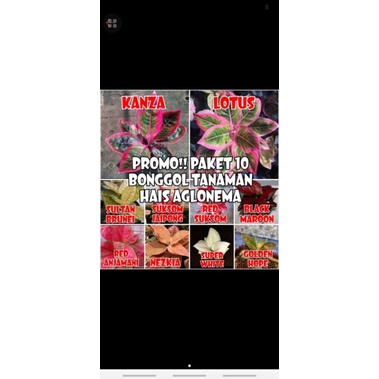 PROMO!!Paket 10 BONGGOL AGLONEMA/BERMACAM AGLONEMA