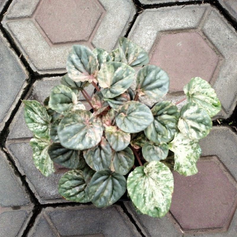 tanaman hias peperomia lady pink