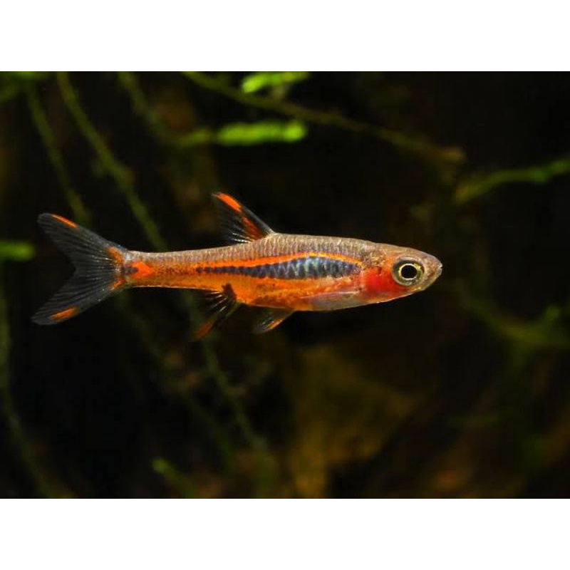 Rasbora brigittae / boraras brigittae / brigit untuk aquascape aquarium