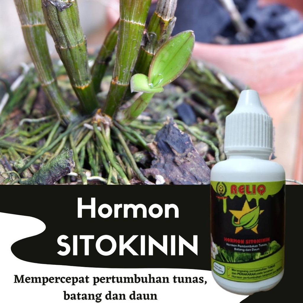 Hormon Zpt Sitokinin, Sitokinin Hormon Perangsang Daun dan Batang, RELIQ Hormon Tanaman