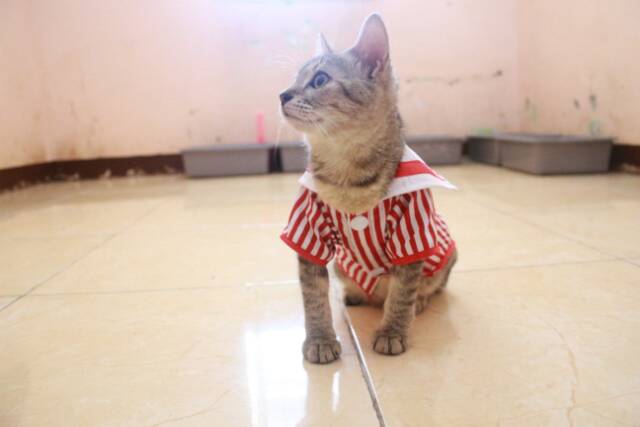 Kemeja ala sailor list merah lucu untuk kucing dan anjing size S-XL