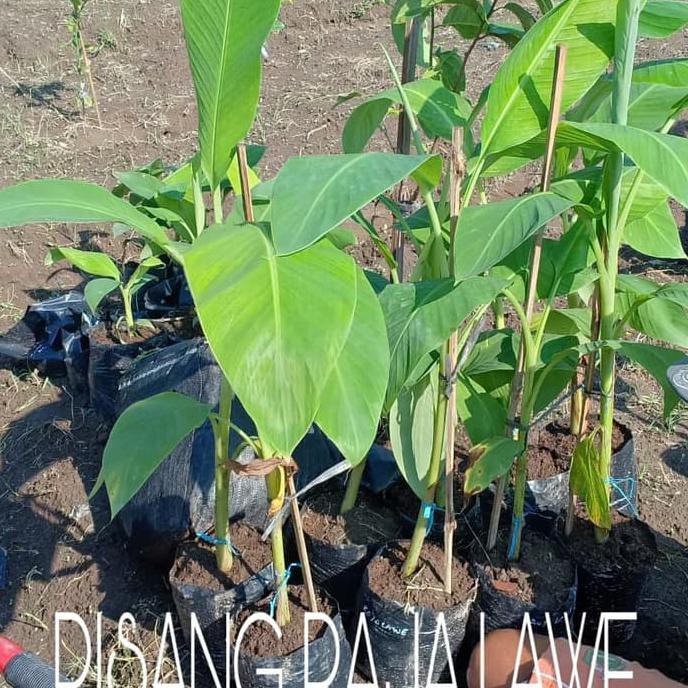 Dic@Ri Bibit Buah Pisang Raja Lawe Dari Kultur Jaringan Langka
