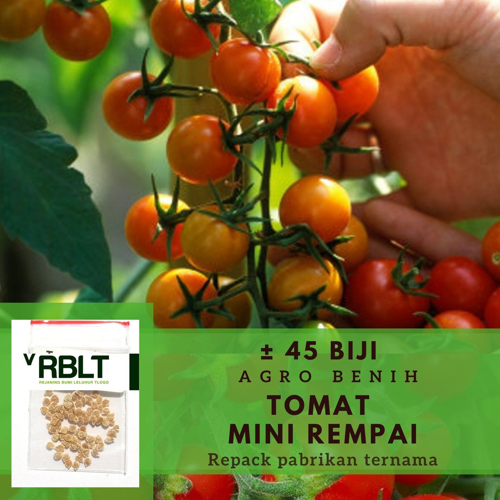 

45 Benih Tomat Ceri Rampai Bibit Sayuran Rempai Sayur Bintang Asia Sayur Sayuran Hidroponik Kualitas Unggul (Lebat Kecil Sebesar Kelereng)