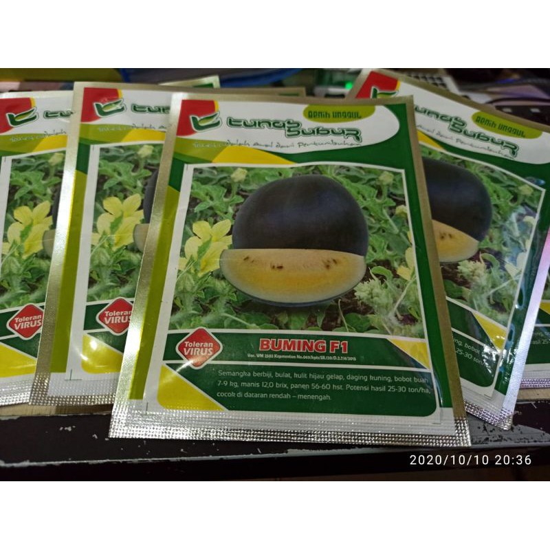 Semangka Kuning Hibrida Buming f1 Tunas Subur