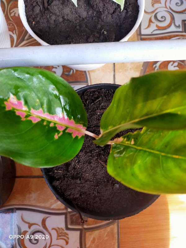 Tanaman Hias Paket Agloenema Cantik Dan Indah