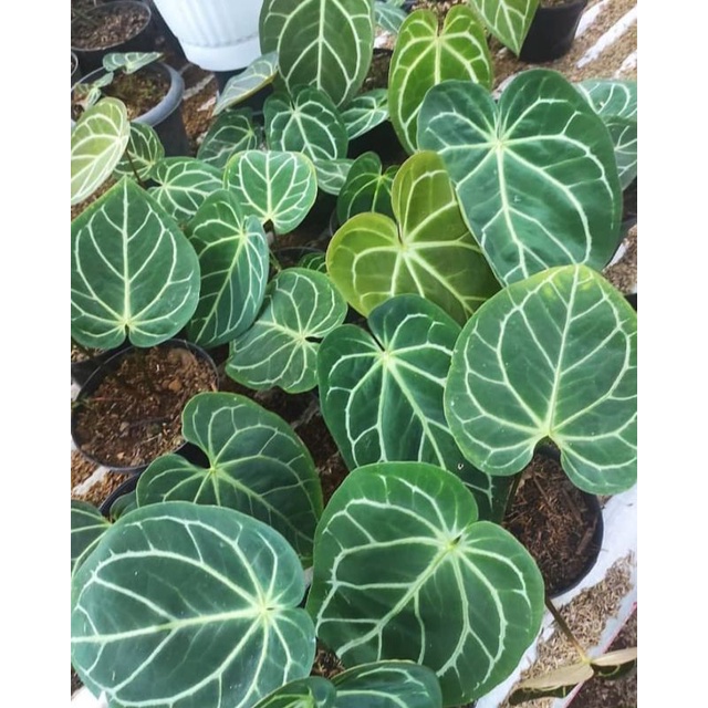 anthurium magnificum x cristalinum