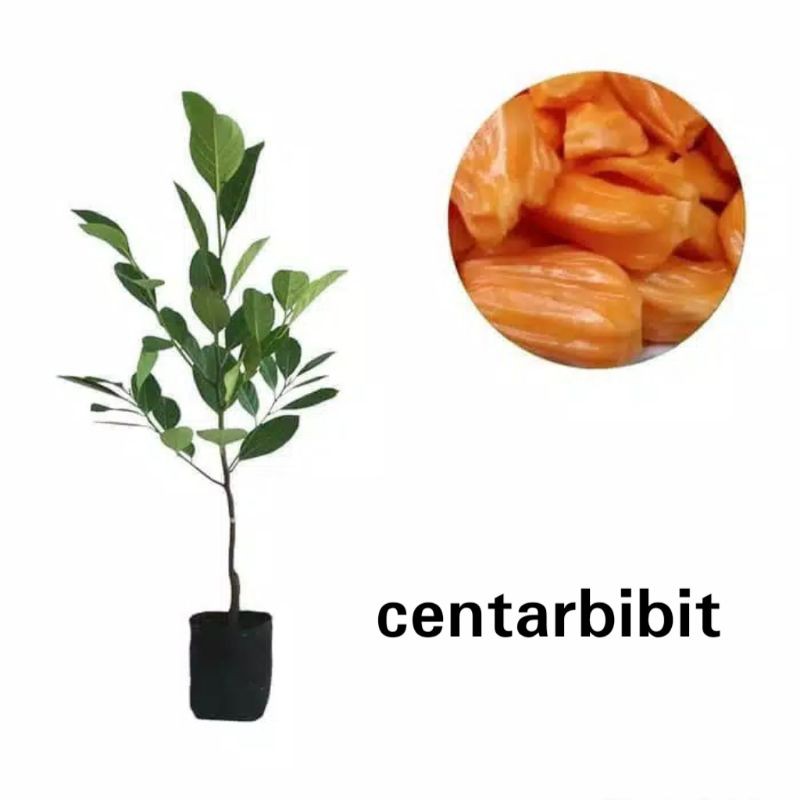 bibit nangka merah super