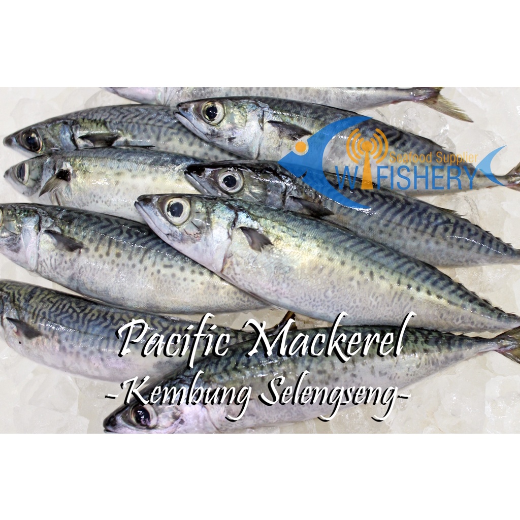 

Ikan Slungsung - Pacific Mackerel - Saba Frozen