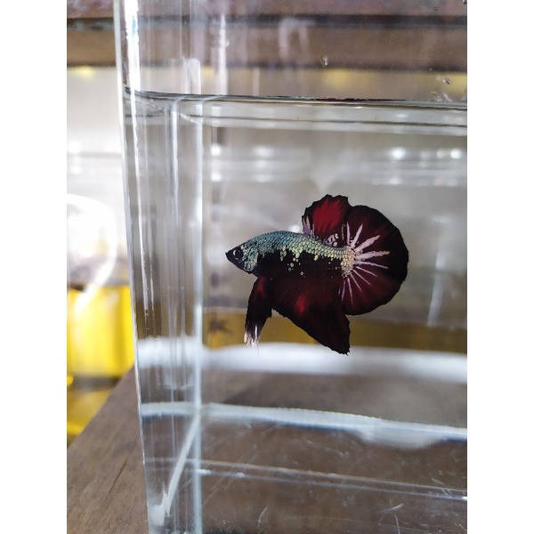 ikan cupang avatar copper (indukan1)