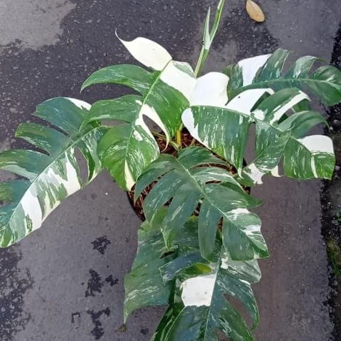 16880 Tanaman Hias Monstera Epipremnum Pinatum Variegated Import Shopee Indonesia