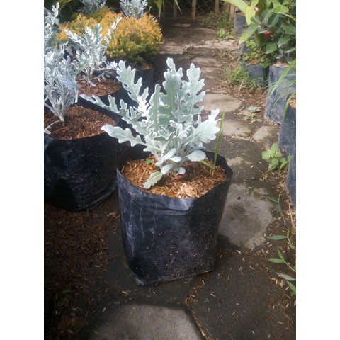 silver dust-daun perak bibit tanaman hias daun