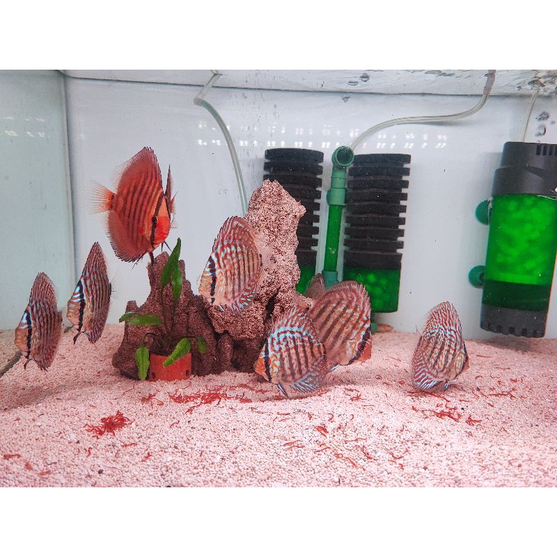 Discus Heckel 2 inch